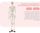 MODELO ANATÔMICO DO ESQUELETO (850MM)