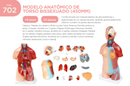 MODELO ANATÔMICO DE TORSO BISSEXUADO (450MM)