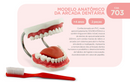 MODELO ANATÔMICO DA ARCADA DENTÁRIA